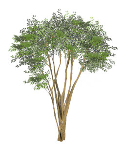 シマトネリコの剪定の仕方や時期！きれいな株立ちを作るコツは？