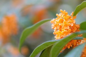 キンモクセイの剪定方法と時期は？