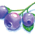 ブルーベリーの剪定方法と時期は？夏と冬で仕方が違う？