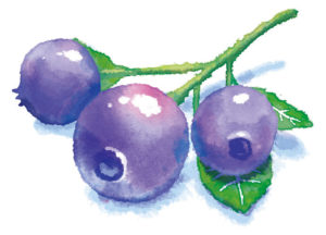 ブルーベリーの剪定方法と時期は？夏と冬で仕方が違う？