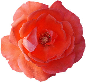 バラの剪定方法や時期、コツは？夏と冬で仕方に違いはあるか？