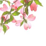 ハナミズキの剪定方法と時期は？夏と冬で仕方が違う？