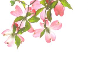 ハナミズキの剪定方法と時期は？夏と冬で仕方が違う？