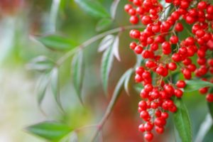 南天の剪定の方法や時期！赤い実は咳止め効果がある