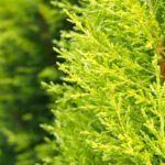 ゴールドクレストの剪定方法と時期は？夏が苦手なのが特徴！