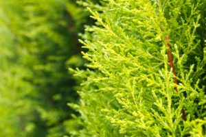 ゴールドクレストの剪定方法と時期は？夏が苦手なのが特徴！