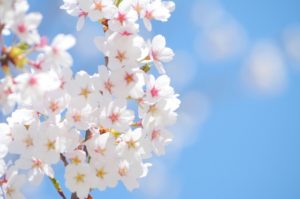 桜の剪定方法や時期、コツは？夏と冬で仕方に違いはある？
