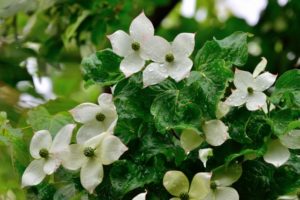 ヤマボウシの剪定の方法や時期！ハナミズキと似ているのが特徴的