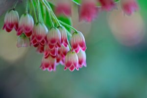 ドウダンツツジの剪定方法と時期・コツとは？