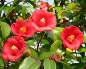 サザンカの剪定方法と時期やコツについて