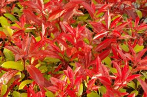 レッドロビンの剪定方法と時期・育てるコツは？