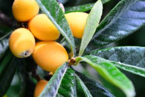 ビワの剪定方法と時期・育てるコツは？