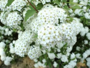 コデマリ（スズカケ）の剪定方法と時期・コツは？