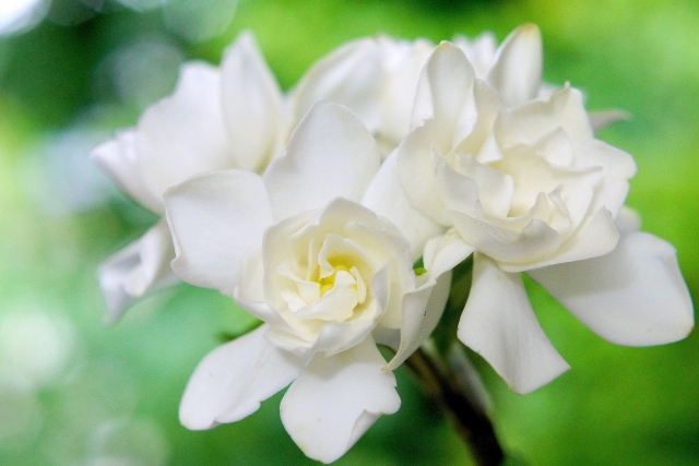 クチナシ ガーデニア の剪定方法と時期 コツは 純白の花が印象的 ウエゾウ
